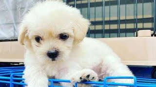 Lhasa Apso puppy for sale in tamil nadu [upl. by Alesi]