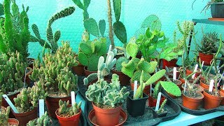 Re arranging Opuntia Cactus Plants  The Prickly Pear Cacti in the Polytunnel [upl. by Dias]