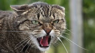 Male Cat Calling Female  Male Cat In Heat Sounds  Cat Mating Call Sounds [upl. by Simara]