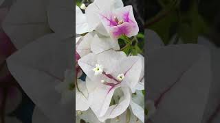 Bogenvelia splashবাগানবিলাস স্প্লাশviralvideo flowers shorts trending [upl. by Rekoob]