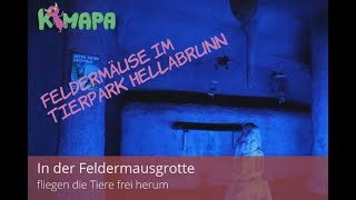 Feldermäuse im Tierpark Hellabrunn [upl. by Anemij]