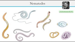 Parasitic roundworms  Nematodes [upl. by Enneira]