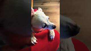 dogsofyoutube dogshorts dogs canines puppyvideos [upl. by Hola]