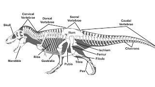 A Guide to Paleontological Terms [upl. by Adnohsak970]