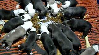 AMERICAN PITBULL PUPPIES 1ST GRUB [upl. by Athalia]