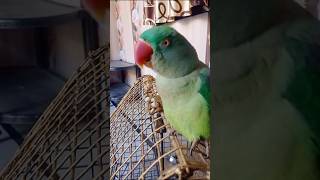 Katori wala parrot baat manta hua talking parrot [upl. by Ardnad]