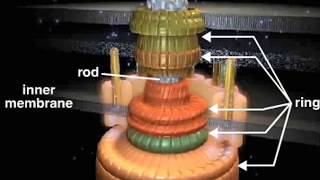 bacterial flagellum [upl. by Freud]