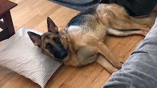 What Its Like Owning a German Shepherd [upl. by Enawtna]