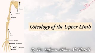 Osteology of the Upper Limb Bones  Nineveh University Medical College [upl. by Sevik]