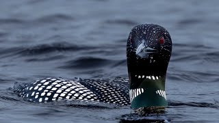 Plongeon Huard  Common Loon [upl. by Yelsnik]