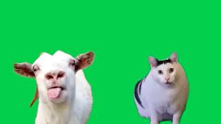 Green Screen Goat Talking to Clueless Huh Cat Meme [upl. by Kelwin]