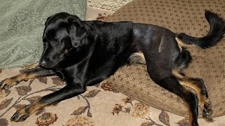 Home Remedies for Hip Dysplasia In Dogs [upl. by Furey]