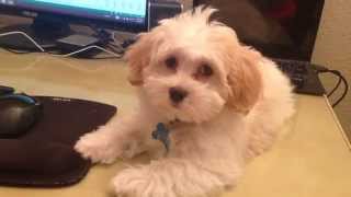 Silly Havanese puppy at 11 weeks [upl. by Kleon]