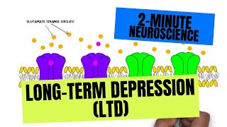 2Minute Neuroscience LongTerm Depression LTD [upl. by Terris]