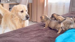 Golden Retriever Meets Puppies for the First Time [upl. by Orsay]