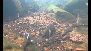 Central American cichlid fishes natural underwater video shots [upl. by Sherrie]