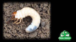 Grub Worm Identification and Treatment [upl. by Annert]