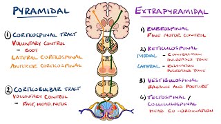 Extrapyramidal and Pyramidal Tracts  Descending Tracts of the Spinal Cord  Includes Lesions [upl. by Elamor]