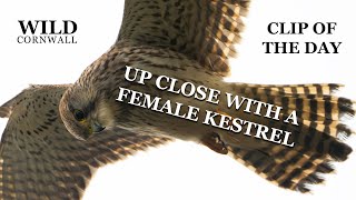 Up close with a Female Kestrel  Clip of the day [upl. by Animrac]