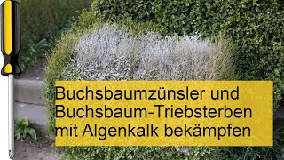 Buchsbaumzünsler und BuchsbaumTriebsterben mit Algenkalk bekämpfen [upl. by Neirda]