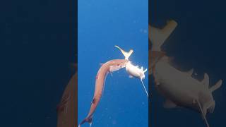 Barracuda Attacks Right in Front of My Face spearfishing 🎥IGbrinsfishing [upl. by Tonnie]