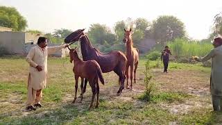 Big Horse Breeding a Beautiful Hybrid Horse BreedVery Powerfull Horse [upl. by Ezri]