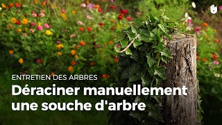 Déraciner manuellement une souche darbre  Entretenir vos arbres [upl. by Enirtak]