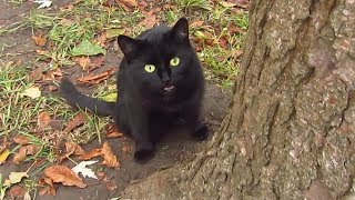 Black cat meows under a tree [upl. by Carlynne]