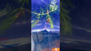 Red shrimp 🦐 shrimp shrimpslot shrimps fish fishaquarium sheelafishhouseagra [upl. by Loren208]