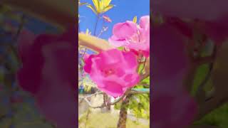 Pink Nerium oleander☺️🌸flowersnature gardenbeautifulpeaceviralshortlovenatureflowers [upl. by Yerffeg]