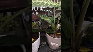 Lowes Plant Shopping  Carnivore Hoya and more [upl. by Lubow]