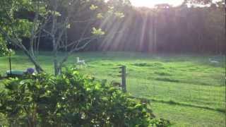 Alpacas pronking prancing at Madisons Mountain Retreat [upl. by Terryl60]