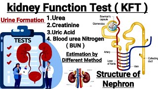 Kidney function test  Urea Estimation  Creatinine Estimation  Uric acid Estimation In detail [upl. by Andriette]