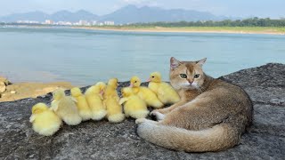 Mother duck is surprised😲 The kitten leads the duckling to see the world outdoors Cute and funny [upl. by Yenitirb]