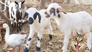 Kambing dan sapi  Suara kucing  Hewan ternak  Bebek lucu  Binatang suara  Domba  Ayam kecil [upl. by Heti]