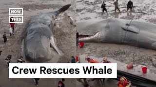 Whale Rescued After Being Stranded on Beach for 20 Hours [upl. by Jepson]