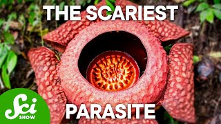 The 4 Creepiest Parasites on Earth This Will Keep You Up at Night [upl. by Dun]