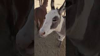 Mini donkeys touching a target after I throw it minidonkey donkeytraining [upl. by Minoru]