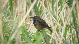 2017 vogels spotten in Belgie [upl. by Philine]