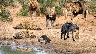 King Lion destroy Hyena cubs stupid go into his territory  Epic Battles Of Lion Vs Hyena [upl. by Trakas]