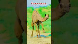 camel dance [upl. by Eeniffar]