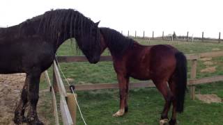 Welshhengstje Pikachu miept met friese hengst bij Paard in Nood [upl. by Vogel]