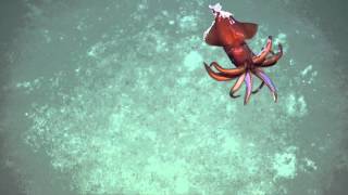 Wounded Squid in the Mediterranean  Nautilus Live [upl. by Garretson]