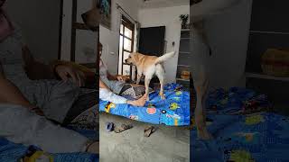 Masti labrador true love 🐕💕❤️ youtubeshorts shorts mom love haryana khubsurat hindi song [upl. by Esch152]