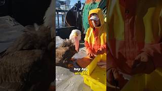 Fisherman Feeds Bald Eagle in Exchange for Friendship🥹😅 animals [upl. by Ayoj]