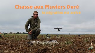 CHASSE aux Pluviers doré  la première sortie est payante [upl. by Gabor]