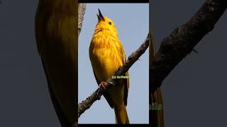 Yellow warbler singing  Bird [upl. by Bruno]