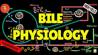 BILE PHYSIOLOGY Enterohepatic circulation Mechanism of bile formation [upl. by Asaret]