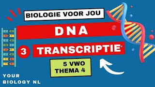 5 vwo  DNA  3  Transcriptie [upl. by Llennol206]