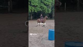 Geldings VS Mares horse fyp shorts equestrian edit barrelracing trend [upl. by Iuq]